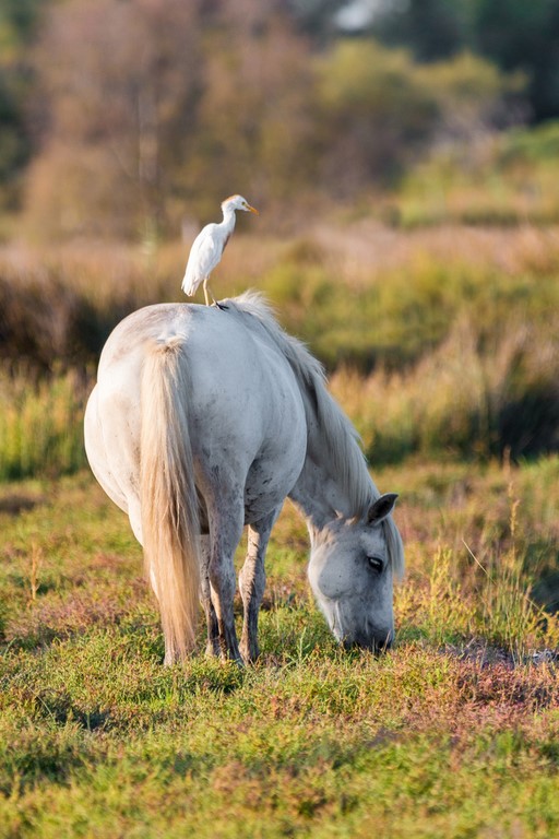 Cheval de Camargue